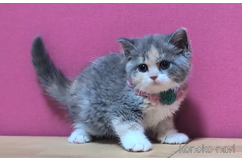 成約済の東京都のスコティッシュフォールド-104478の2枚目